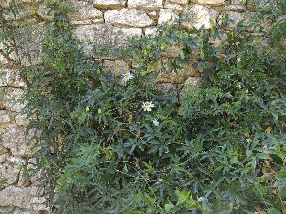 Passiflora caerulea